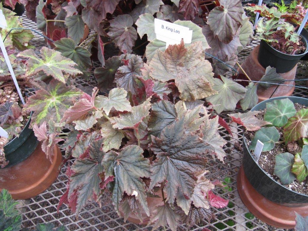 B. ‘King Leo’